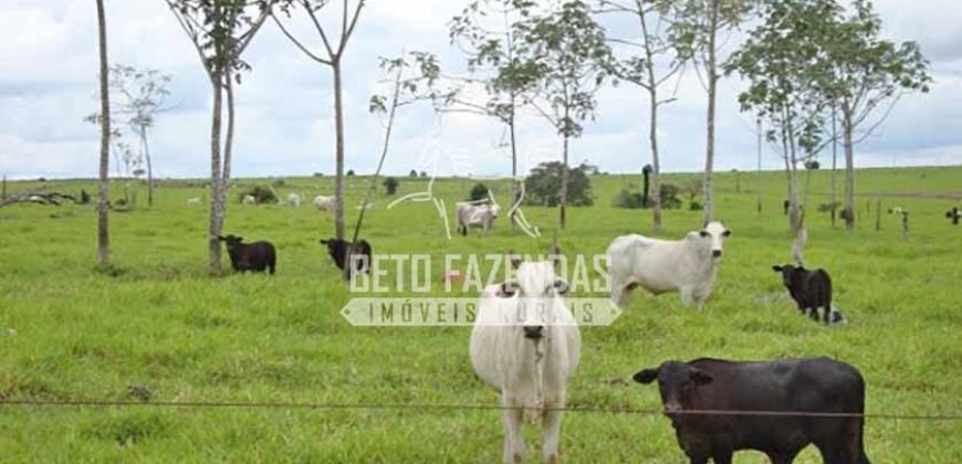 Fazenda Gigante à Venda 89.000 hectares | Porto Alegre do Norte/ MT