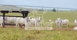 Fazenda Gigante à Venda 89.000 hectares | Porto Alegre do Norte/ MT