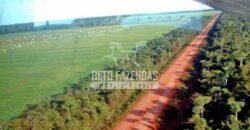 Fazenda Gigante à Venda 89.000 hectares | Porto Alegre do Norte/ MT