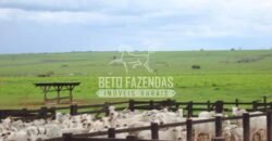 Fazenda Gigante à Venda 89.000 hectares | Porto Alegre do Norte/ MT