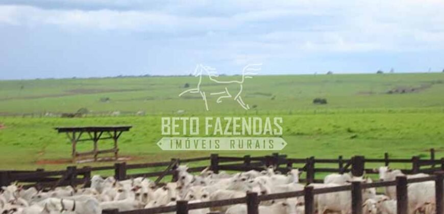 Fazenda Gigante à Venda 89.000 hectares | Porto Alegre do Norte/ MT