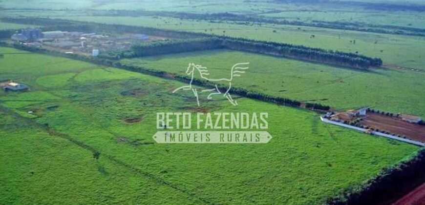 Fazenda Gigante à Venda 89.000 hectares | Porto Alegre do Norte/ MT