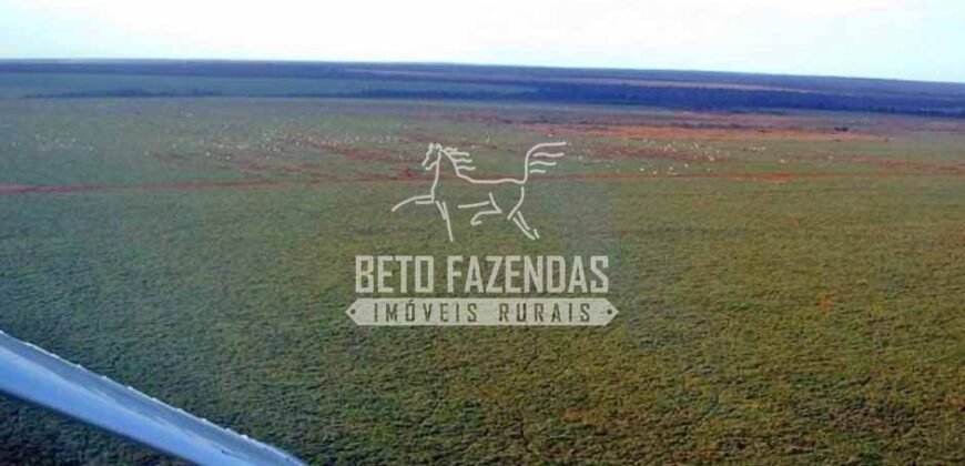 Fazenda Gigante à Venda 89.000 hectares | Porto Alegre do Norte/ MT