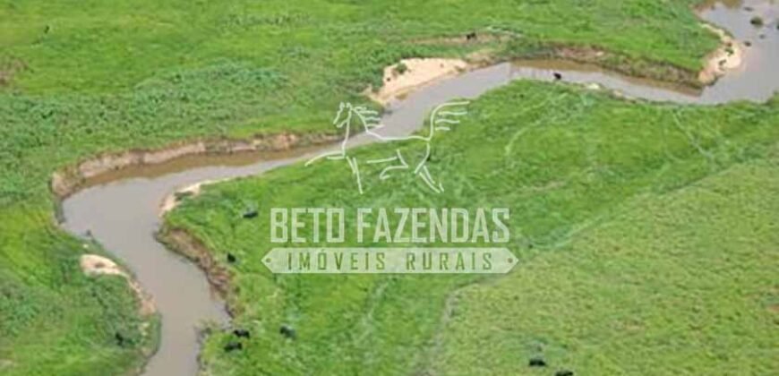 Fazenda Gigante à Venda 89.000 hectares | Porto Alegre do Norte/ MT