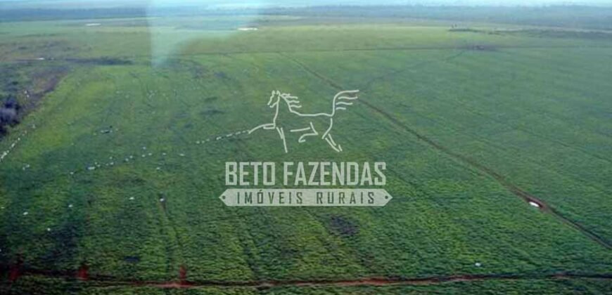 Fazenda Gigante à Venda 89.000 hectares | Porto Alegre do Norte/ MT