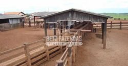 Fazenda Gigante à Venda 89.000 hectares | Porto Alegre do Norte/ MT