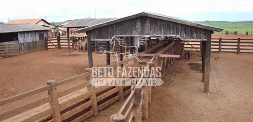 Fazenda Gigante à Venda 89.000 hectares | Porto Alegre do Norte/ MT