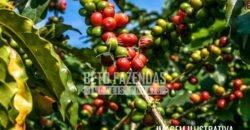 Fazenda de Café Certificada à Venda 408 hectares em Sul de Minas Gerais Fazenda de Café Certificada à Venda 408 hectares em Sul de Minas Gerais