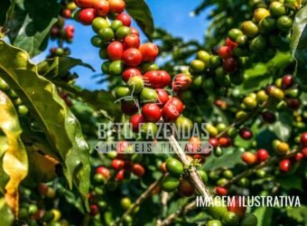 Fazenda de Café Certificada à Venda 408 hectares em Sul de Minas Gerais Fazenda de Café Certificada à Venda 408 hectares em Sul de Minas Gerais
