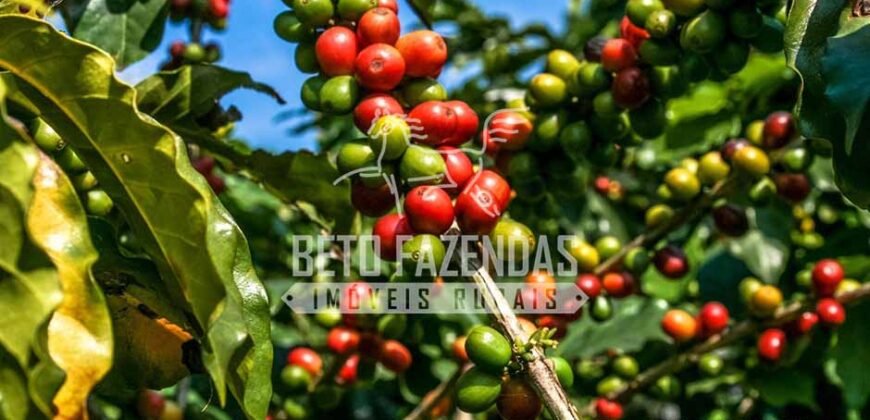 Fazenda de Café Certificada à Venda 408 hectares em Sul de Minas Gerais Fazenda de Café Certificada à Venda 408 hectares em Sul de Minas Gerais