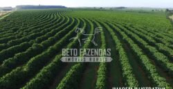 Fazenda de Café Certificada à Venda 408 hectares em Sul de Minas Gerais Fazenda de Café Certificada à Venda 408 hectares em Sul de Minas Gerais