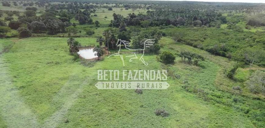 Fazenda à Venda 176.000 hectares Infraestrutura Completa | Aroazes/PI