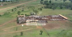 Fazenda à Venda 176.000 hectares Infraestrutura Completa | Aroazes/PI