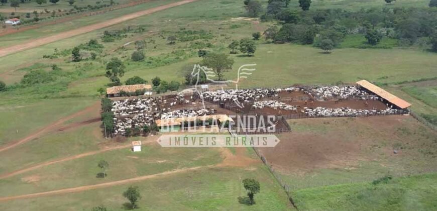 Fazenda à Venda 176.000 hectares Infraestrutura Completa | Aroazes/PI