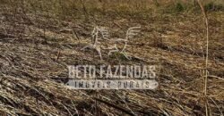 Área Agrícola Extensa e Produtiva à Venda 2.190 hectares | Serra Nova Dourada/MT Área Agrícola Extensa e Produtiva à Venda 2.190 hectares | Serra Nova Dourada/MT