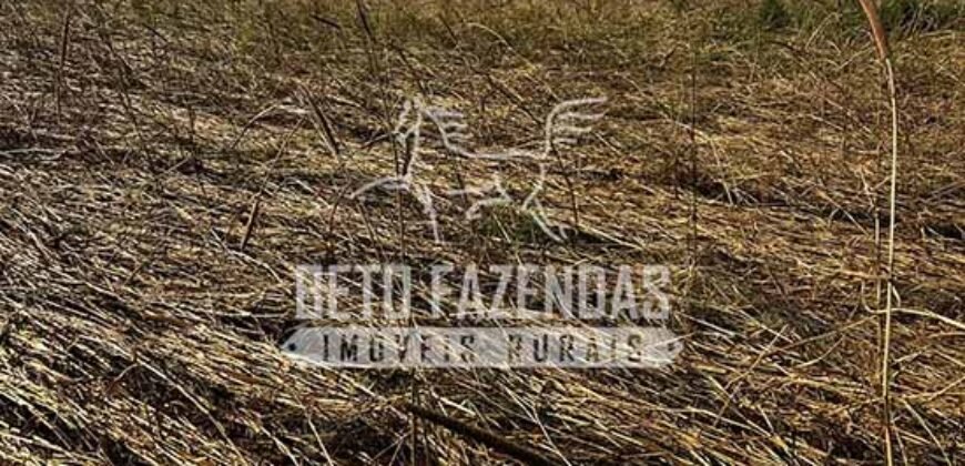 Área Agrícola Extensa e Produtiva à Venda 2.190 hectares | Serra Nova Dourada/MT Área Agrícola Extensa e Produtiva à Venda 2.190 hectares | Serra Nova Dourada/MT