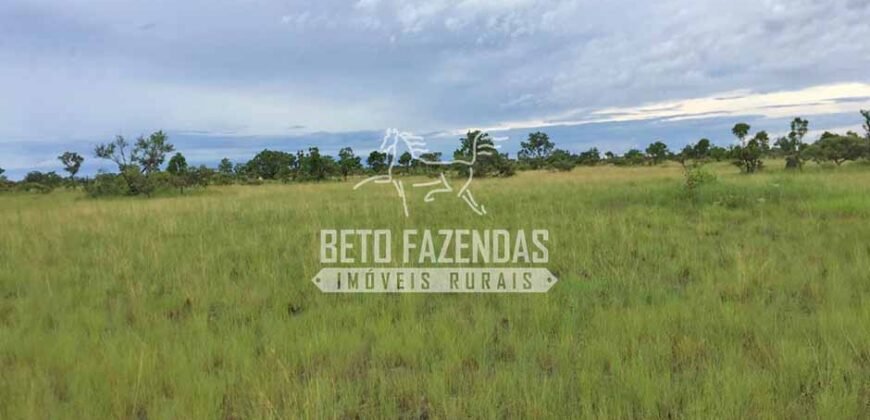 Gigante Fazenda Pecuária à Venda 83.346 hectares | São Félix do Araguaia/MT
