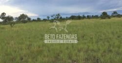 Gigante Fazenda Pecuária à Venda 83.346 hectares | São Félix do Araguaia/MT