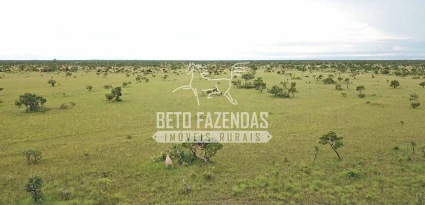 Gigante Fazenda Pecuária à Venda 83.346 hectares | São Félix do Araguaia/MT