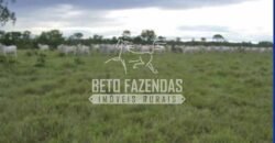 Gigante Fazenda Pecuária à Venda 83.346 hectares | São Félix do Araguaia/MT