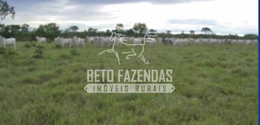 Gigante Fazenda Pecuária à Venda 83.346 hectares | São Félix do Araguaia/MT