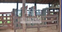 Gigante Fazenda Pecuária à Venda 83.346 hectares | São Félix do Araguaia/MT