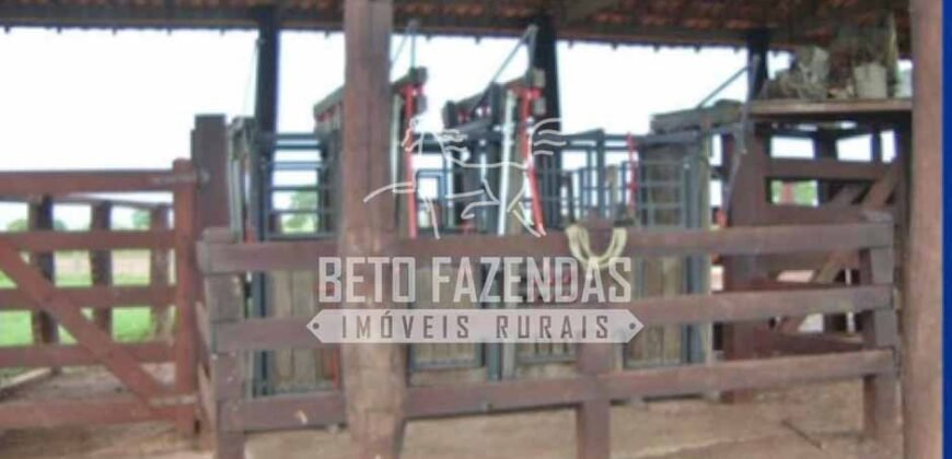 Gigante Fazenda Pecuária à Venda 83.346 hectares | São Félix do Araguaia/MT