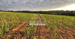 Fazenda 277 Hectares à Venda Cana de Açúcar | Varjão de Minas/MG Fazenda 277 Hectares à Venda Cana de Açúcar | Varjão de Minas/MG