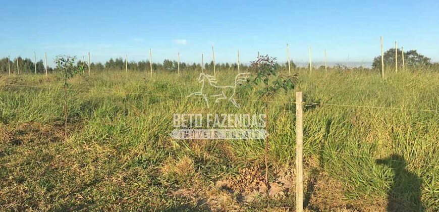 Fazenda 277 Hectares à Venda Cana de Açúcar | Varjão de Minas/MG Fazenda 277 Hectares à Venda Cana de Açúcar | Varjão de Minas/MG