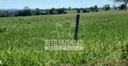 Fazenda Pecuária de 1.161 Hectares com Alto Potencial | Pontal do Araguaia/MT Fazenda Pecuária de 1.161 Hectares com Alto Potencial | Pontal do Araguaia/MT