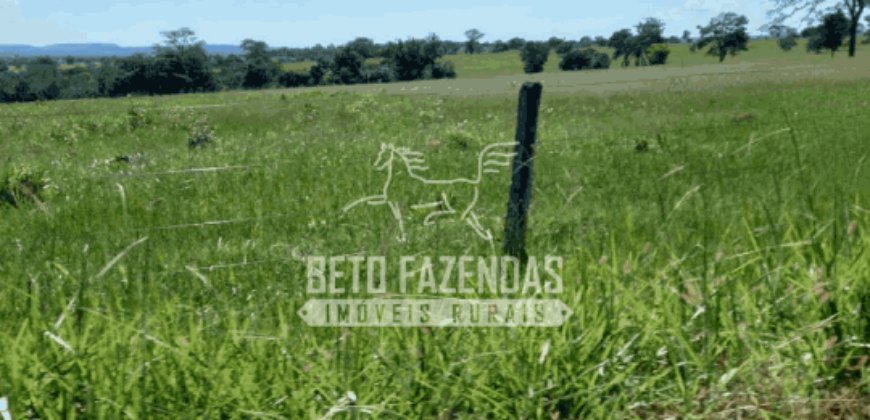 Fazenda Pecuária de 1.161 Hectares com Alto Potencial | Pontal do Araguaia/MT Fazenda Pecuária de 1.161 Hectares com Alto Potencial | Pontal do Araguaia/MT