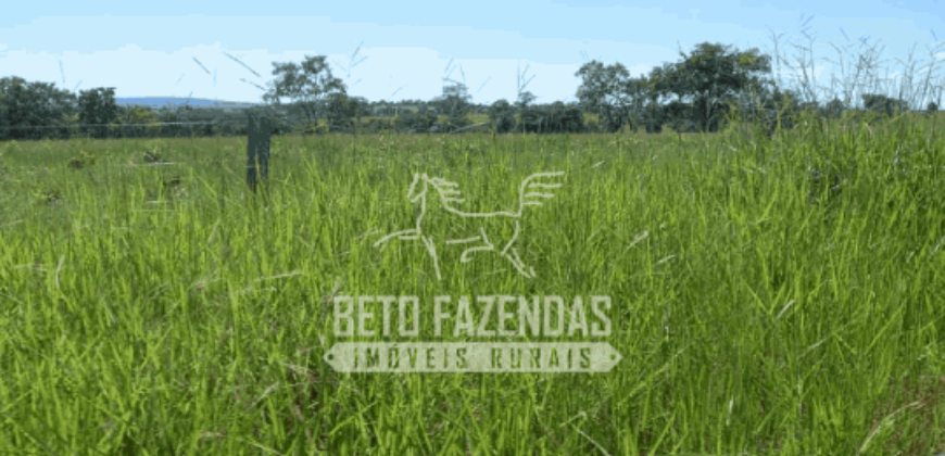 Fazenda Pecuária de 1.161 Hectares com Alto Potencial | Pontal do Araguaia/MT Fazenda Pecuária de 1.161 Hectares com Alto Potencial | Pontal do Araguaia/MT