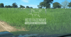 Fazenda Pecuária de 1.161 Hectares com Alto Potencial | Pontal do Araguaia/MT Fazenda Pecuária de 1.161 Hectares com Alto Potencial | Pontal do Araguaia/MT