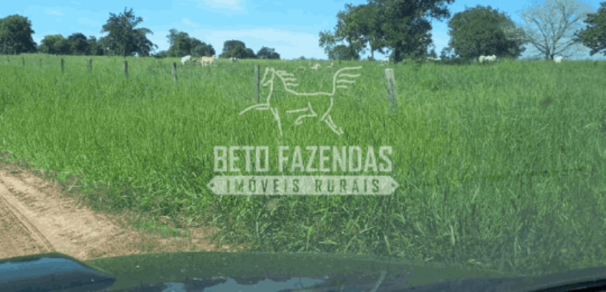 Fazenda Pecuária de 1.161 Hectares com Alto Potencial | Pontal do Araguaia/MT Fazenda Pecuária de 1.161 Hectares com Alto Potencial | Pontal do Araguaia/MT