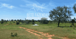Fazenda Pecuária de 1.161 Hectares com Alto Potencial | Pontal do Araguaia/MT Fazenda Pecuária de 1.161 Hectares com Alto Potencial | Pontal do Araguaia/MT