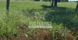 Fazenda Pecuária de 1.161 Hectares com Alto Potencial | Pontal do Araguaia/MT Fazenda Pecuária de 1.161 Hectares com Alto Potencial | Pontal do Araguaia/MT