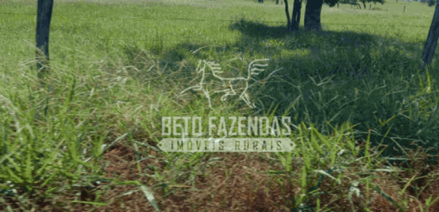 Fazenda Pecuária de 1.161 Hectares com Alto Potencial | Pontal do Araguaia/MT Fazenda Pecuária de 1.161 Hectares com Alto Potencial | Pontal do Araguaia/MT