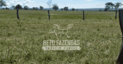 Fazenda Pecuária de 1.161 Hectares com Alto Potencial | Pontal do Araguaia/MT Fazenda Pecuária de 1.161 Hectares com Alto Potencial | Pontal do Araguaia/MT