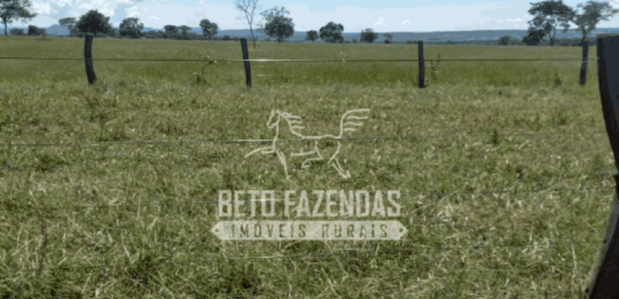 Fazenda Pecuária de 1.161 Hectares com Alto Potencial | Pontal do Araguaia/MT Fazenda Pecuária de 1.161 Hectares com Alto Potencial | Pontal do Araguaia/MT