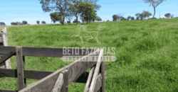 Fazenda Pecuária de 1.161 Hectares com Alto Potencial | Pontal do Araguaia/MT Fazenda Pecuária de 1.161 Hectares com Alto Potencial | Pontal do Araguaia/MT