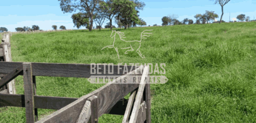 Fazenda Pecuária de 1.161 Hectares com Alto Potencial | Pontal do Araguaia/MT Fazenda Pecuária de 1.161 Hectares com Alto Potencial | Pontal do Araguaia/MT