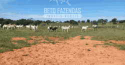 Fazenda Pecuária de 1.161 Hectares com Alto Potencial | Pontal do Araguaia/MT Fazenda Pecuária de 1.161 Hectares com Alto Potencial | Pontal do Araguaia/MT