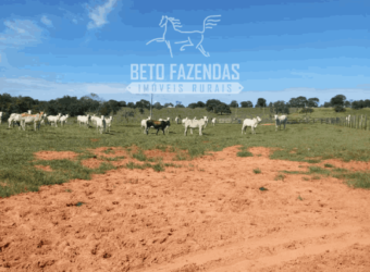 Fazenda Pecuária de 1.161 Hectares com Alto Potencial | Pontal do Araguaia/MT