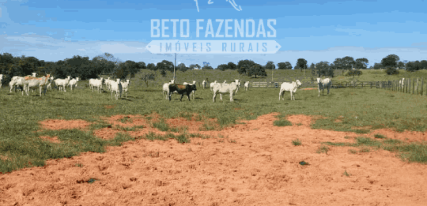 Fazenda Pecuária de 1.161 Hectares com Alto Potencial | Pontal do Araguaia/MT Fazenda Pecuária de 1.161 Hectares com Alto Potencial | Pontal do Araguaia/MT