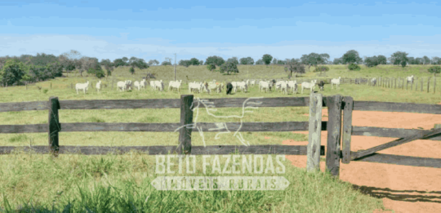 Fazenda Pecuária de 1.161 Hectares com Alto Potencial | Pontal do Araguaia/MT Fazenda Pecuária de 1.161 Hectares com Alto Potencial | Pontal do Araguaia/MT