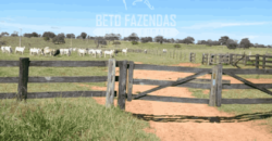 Fazenda Pecuária de 1.161 Hectares com Alto Potencial | Pontal do Araguaia/MT Fazenda Pecuária de 1.161 Hectares com Alto Potencial | Pontal do Araguaia/MT