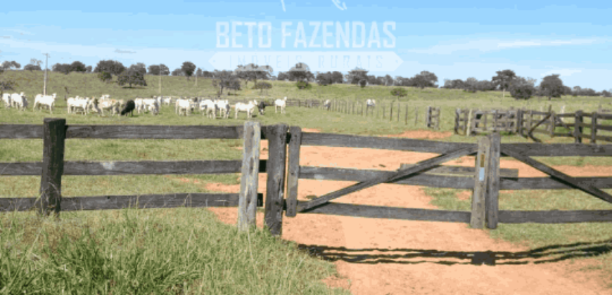 Fazenda Pecuária de 1.161 Hectares com Alto Potencial | Pontal do Araguaia/MT Fazenda Pecuária de 1.161 Hectares com Alto Potencial | Pontal do Araguaia/MT