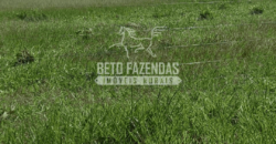 Fazenda Pecuária de 1.161 Hectares com Alto Potencial | Pontal do Araguaia/MT Fazenda Pecuária de 1.161 Hectares com Alto Potencial | Pontal do Araguaia/MT