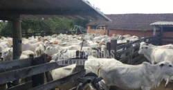 Fazenda Produtiva 52 alqs com Alto Potencial de Valorização | Araruama/RJ