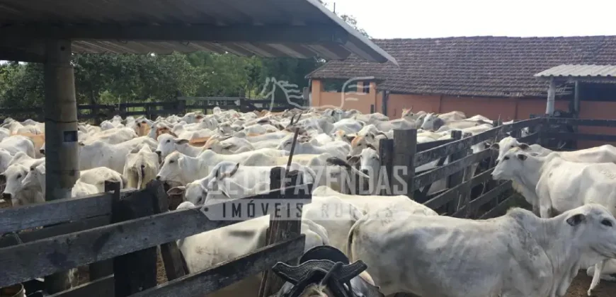 Fazenda Produtiva 52 alqs com Alto Potencial de Valorização | Araruama/RJ